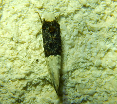 Trichophaga