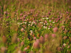 Achillea millefolium