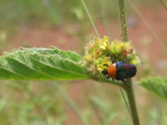 Leucocelis