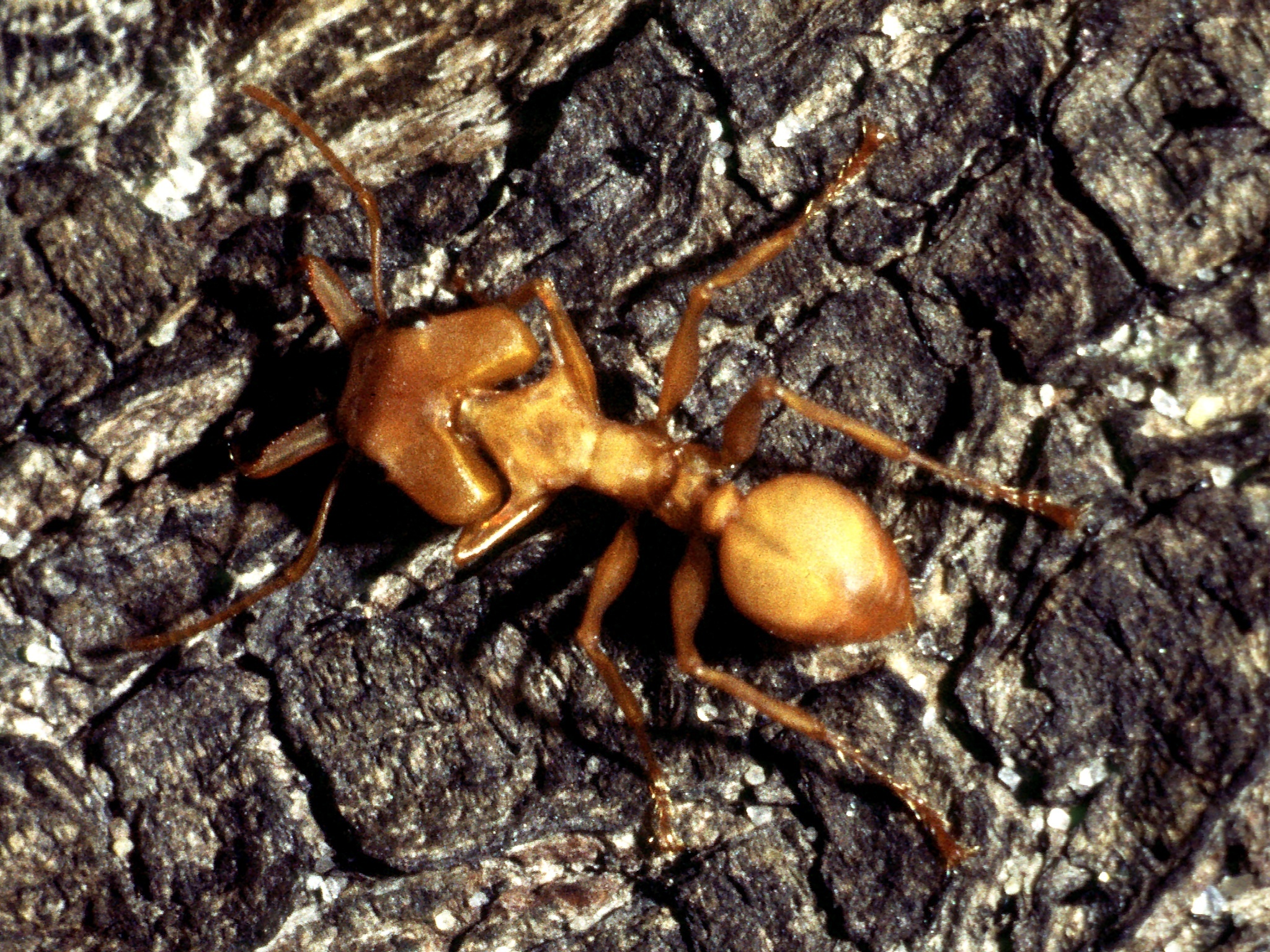 Daceton boltoni