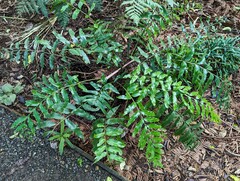 Asplenium oblongifolium
