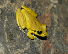 Ranoidea lesueuri