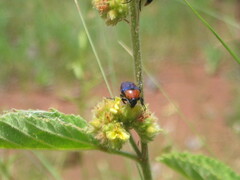 Leucocelis