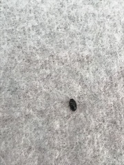 Brassicogethes aeneus