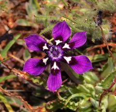 Lapeirousia oreogena