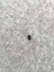 Brassicogethes aeneus