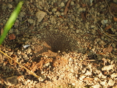 Myrmeleon formicarius