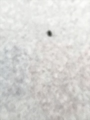 Brassicogethes aeneus