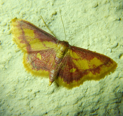 Idaea muricata