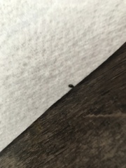 Brassicogethes aeneus