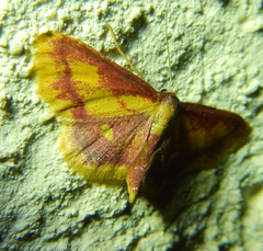 Idaea muricata