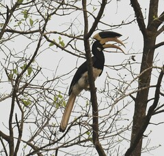 Anthracoceros coronatus