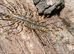 Allothereua maculata