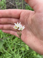 Nothoscordum