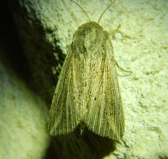 Mythimna riparia