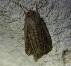 Mythimna riparia