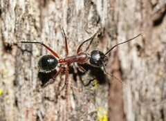 Camponotus intrepidus