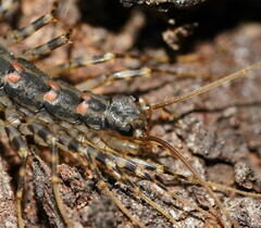 Allothereua maculata