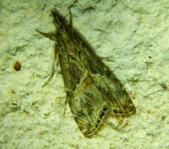 Euchromius