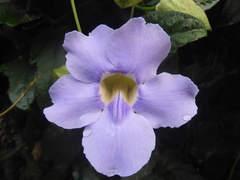 Thunbergia