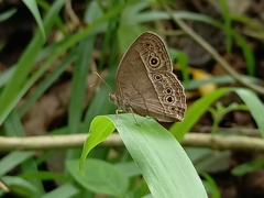 Mycalesis perseoides