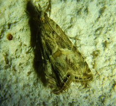 Euchromius