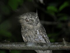 Batrachostomus moniliger