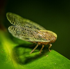 Scolypopa australis