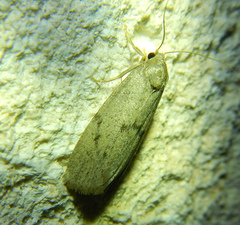 Apaidia mesogona