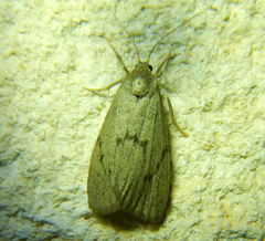 Apaidia mesogona