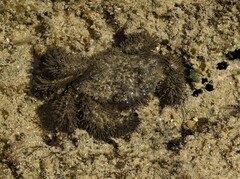 Pilumnus vespertilio