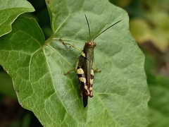 Catantopinae