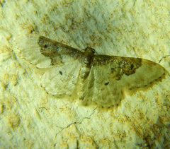 Idaea rusticata