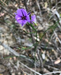 Thysanotus racemoides
