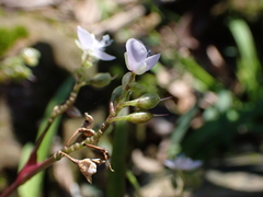 Murdannia loriformis