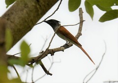 Terpsiphone paradisi