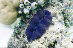 Tridacna crocea