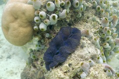 Tridacna crocea