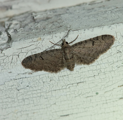 Eupithecia ultimaria