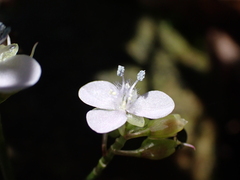 Murdannia loriformis