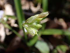 Murdannia loriformis
