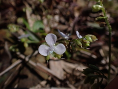 Murdannia loriformis