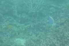 Acanthurus leucosternon