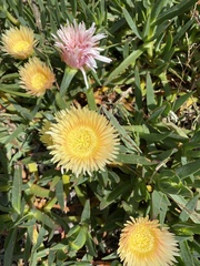 Carpobrotus