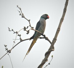 Psittacula columboides