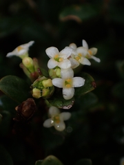 Pimelea axiflora alpina