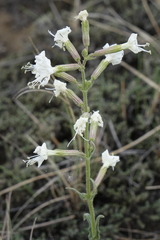 Silene viscosa