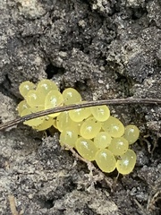 Cormocephalus esulcatus