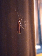 Orocrambus flexuosellus