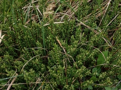 Pimelea axiflora alpina